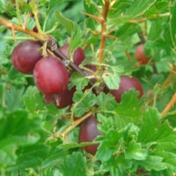 Hinnonmaki Red Gooseberry Bush 5 Hinnonmaki Red Gooseberry Bush -Arbor Sapling Sales FRU0075 2