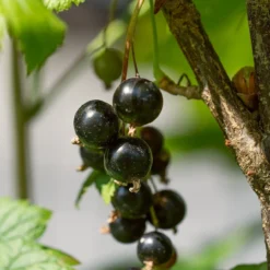 Ben Lomond Blackcurrant Bush