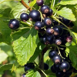 Ben Connan Blackcurrant Bush
