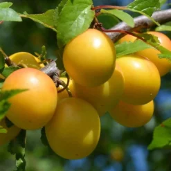 Oullins Golden Gage Plum Tree