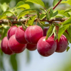Mini Orchard Collection | Apple, Cherry & Plum 7 Mini Orchard Collection | Apple, Cherry & Plum -Arbor Sapling Sales FRU0113 1 84fbd27e ac86 49ba 8ce4 64832a2c9334