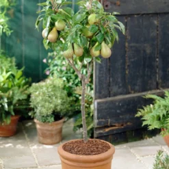 Mini Orchard Collection | Cherry, Pear & Plum Trees 14 Mini Orchard Collection | Cherry, Pear & Plum Trees -Arbor Sapling Sales FRU0126 4 f7cf4d55 9ee1 4d19 bbf7 c29c16b27551