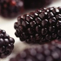 Repsime Mulberry Tree -Arbor Sapling Sales FRU0143 2