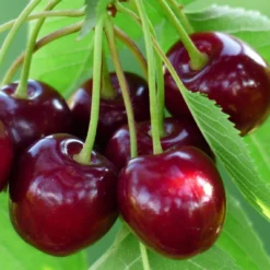 Cross-Pollinating Cherry Collection | Kordia, Merchant & Regina -Arbor Sapling Sales FRU0169 1 16a3db26 3dba 478f 87de 717a01b79e92