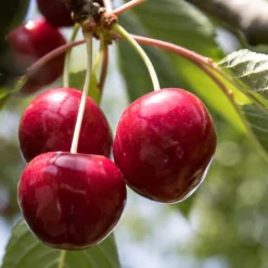 Award Winning Patio Fruit Tree Collection | Cherry, Pear & Plum | Growers' Choice -Arbor Sapling Sales FRU0174 1
