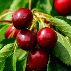 Morello Cherry Tree