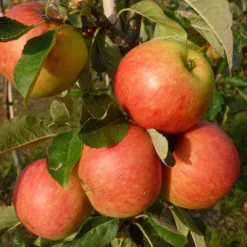 Best Apple Trees For Any Purpose | Growers' Choice 13 Best Apple Trees For Any Purpose | Growers' Choice -Arbor Sapling Sales FRU0198 1 70978692 a209 4b46 8cbb 530aae2e2b83 scaled