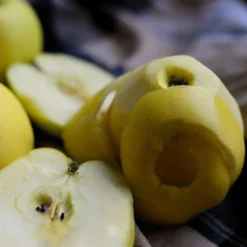 Herefordshire Russet Apple Tree -Arbor Sapling Sales FRU0200 2