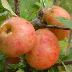 Sunset Apple Tree -Arbor Sapling Sales FRU0204 2