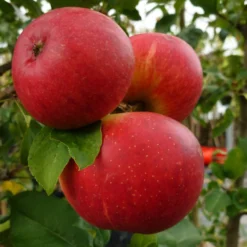 Endless Apples Collection | Scrumptious, Braeburn Hillwell, James Grieve & Red Windsor -Arbor Sapling Sales FRU0209 1 a5689da6 17fb 4563 9df5 0946950bfc4d