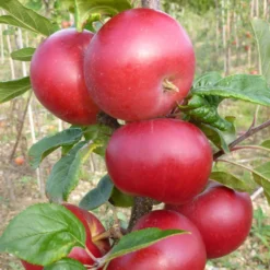 Red Devil Apple Tree -Arbor Sapling Sales FRU0213 2