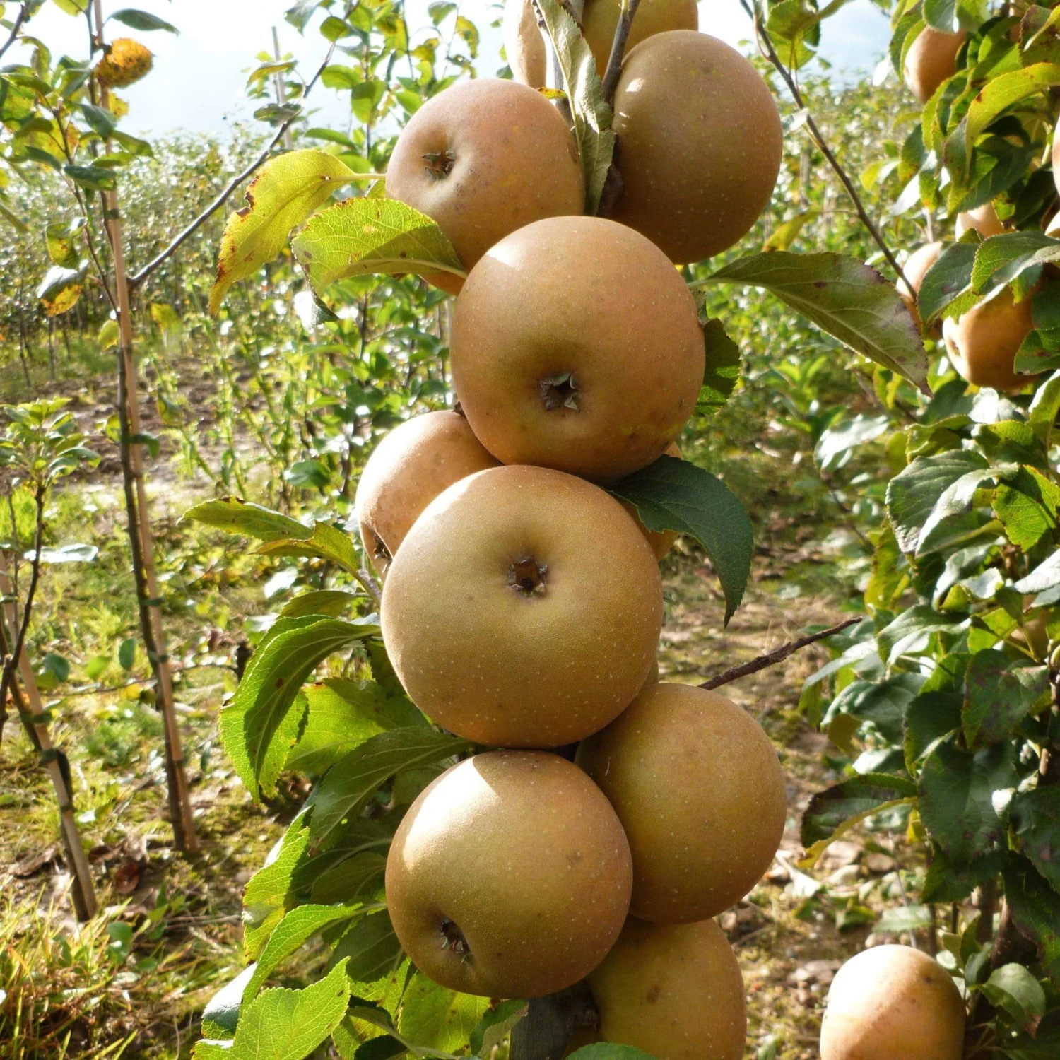 Best Apple Trees For Any Purpose | Growers' Choice 8 Best Apple Trees For Any Purpose | Growers' Choice - Image 8
