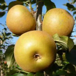 Egremont Russet Apple Tree Dwarfing Rootstock -Arbor Sapling Sales FRU0241 3