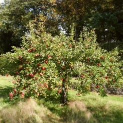 The 3 Best Fruit Trees For Small Gardens | Apple, Cherry & Fig 8 The 3 Best Fruit Trees For Small Gardens | Apple, Cherry & Fig -Arbor Sapling Sales FRU0242 3 21dd8b56 bfea 48f7 b97e 2b8032bce0e0