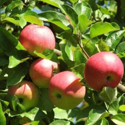Best Apple Trees For Any Purpose | Growers' Choice 14 Best Apple Trees For Any Purpose | Growers' Choice -Arbor Sapling Sales FRU0242 4 c500f52f b719 4fa0 ab61 312d2fff07b4