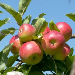 Cross-Pollinating Apple Collection | Bramley, Gala & Discovery 14 Cross-Pollinating Apple Collection | Bramley, Gala & Discovery -Arbor Sapling Sales FRU0243 1 15ec1a5b 1906 4911 bd4c 19e8b2d68520