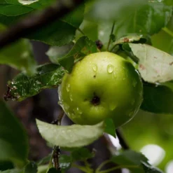 Cross-Pollinating Apple Collection | Bramley, Gala & Discovery 16 Cross-Pollinating Apple Collection | Bramley, Gala & Discovery -Arbor Sapling Sales FRU0258 2 415ded96 6bc5 48a8 aecf 81de45f4f65c