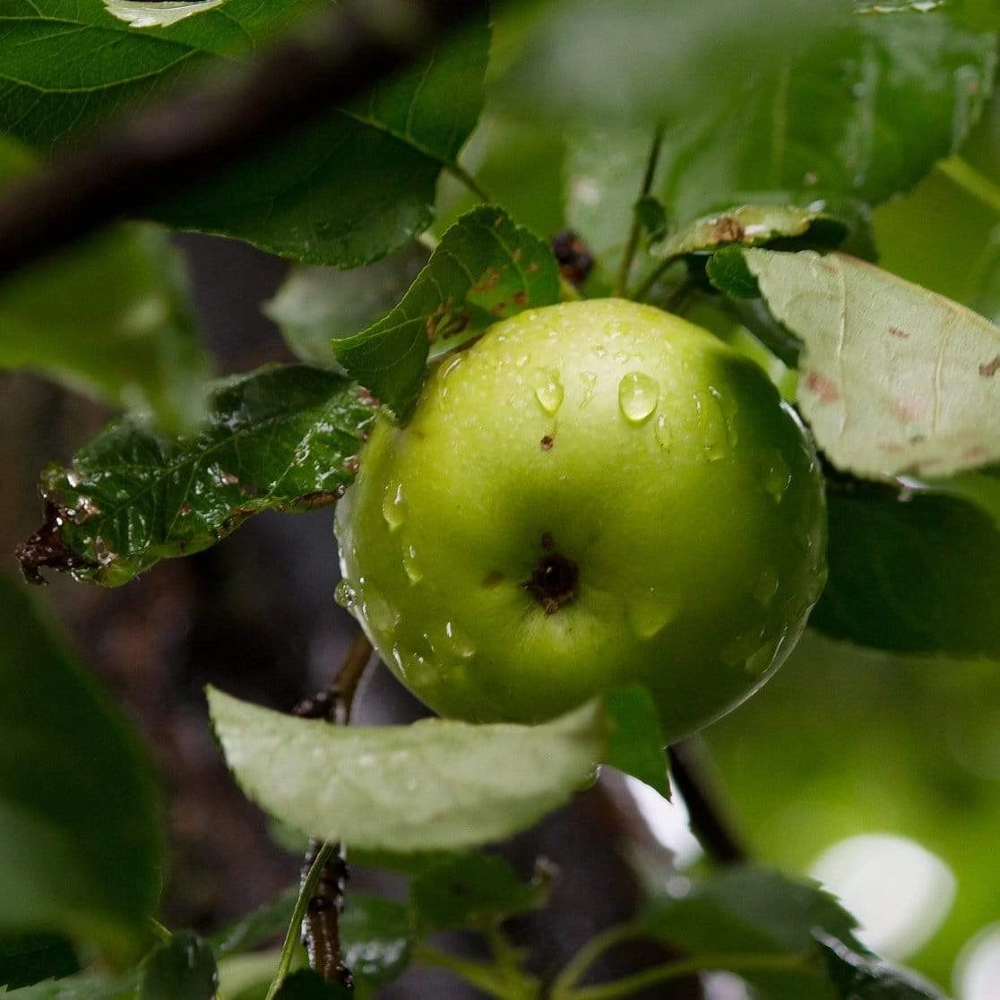Cross-Pollinating Apple Collection | Bramley, Gala & Discovery 8 Cross-Pollinating Apple Collection | Bramley, Gala & Discovery - Image 8