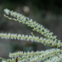 Chestnut Tree | Castanea Sativa 13 Chestnut Tree | Castanea Sativa -Arbor Sapling Sales FRU0273 2