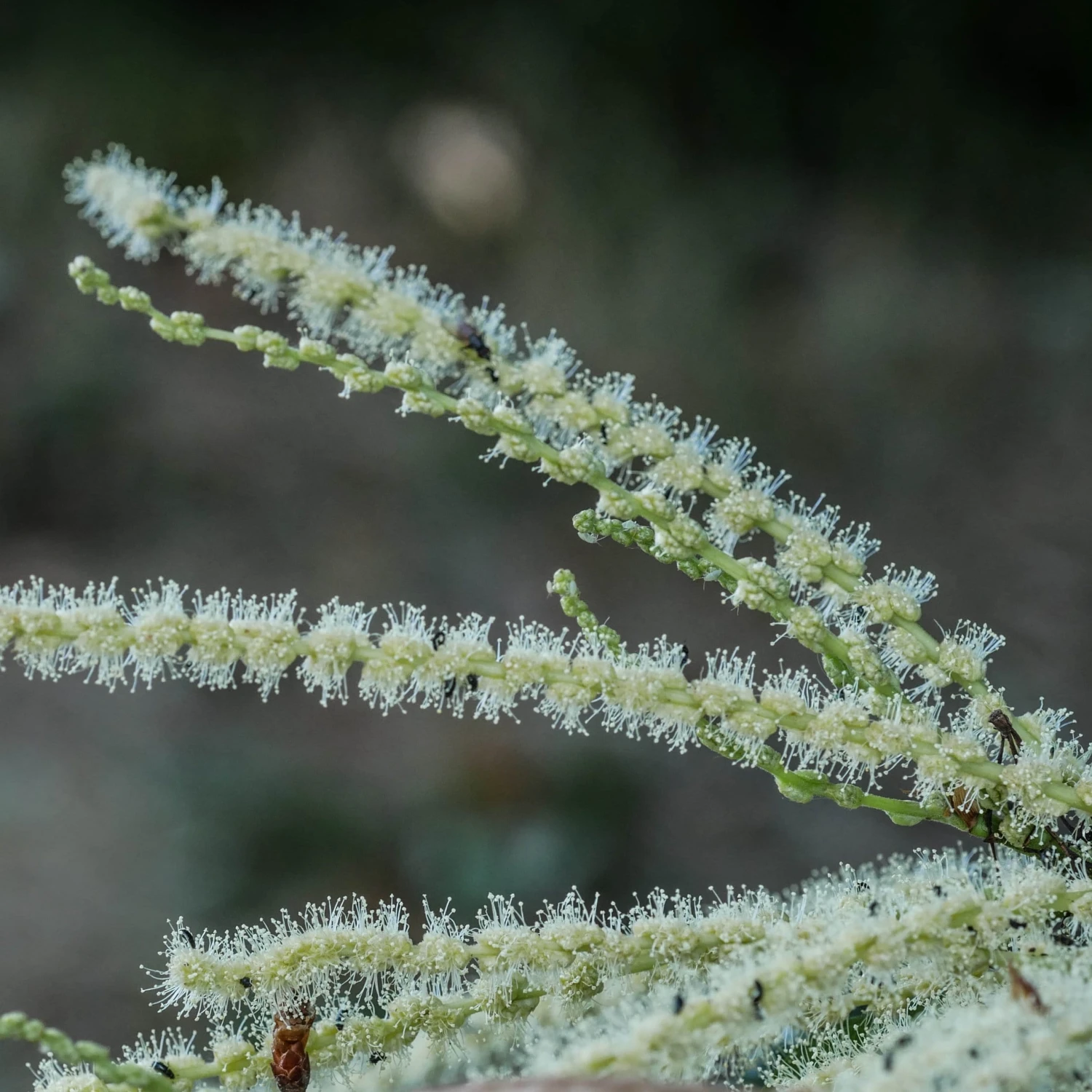 Chestnut Tree | Castanea Sativa 7 Chestnut Tree | Castanea Sativa - Image 7
