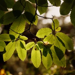 Chestnut Tree | Castanea Sativa 11 Chestnut Tree | Castanea Sativa -Arbor Sapling Sales FRU0273 4 scaled