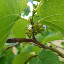 'King James' Mulberry Tree | Morus Nigra 11 'King James' Mulberry Tree | Morus Nigra -Arbor Sapling Sales FRU0380 7