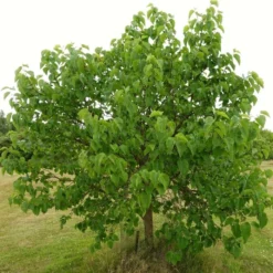 'King James' Mulberry Tree | Morus Nigra 14 'King James' Mulberry Tree | Morus Nigra -Arbor Sapling Sales FRU0380 8