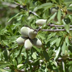 'Sultane' Almond Tree | Prunus Dulcis 6 'Sultane' Almond Tree | Prunus Dulcis -Arbor Sapling Sales FRU0384 3