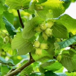 'Webb's Prize' Cobnut Tree | Corylus Avellana