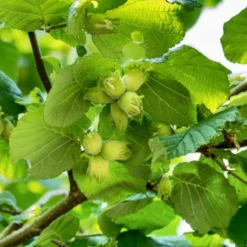 'Kentish Cob' / 'Lambert's Filbert' / 'Longue' Cobnut Tree