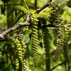 Walnut Tree | Juglans Regia 7 Walnut Tree | Juglans Regia -Arbor Sapling Sales FRU0410 3