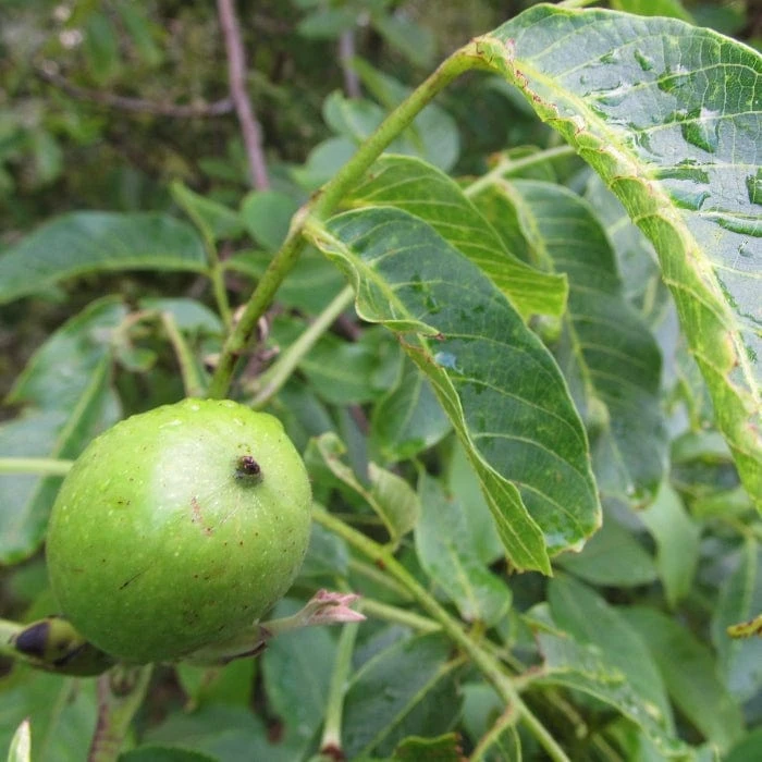Walnut Tree | Juglans Regia 4 Walnut Tree | Juglans Regia - Image 4