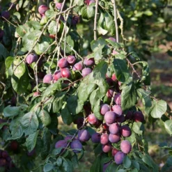 'Rivers Early Prolific' Plum Tree -Arbor Sapling Sales FRU0437 2