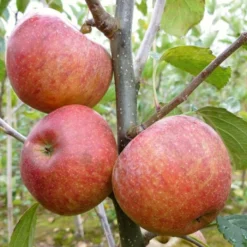 'Kidd's Orange Pippin' Apple Tree -Arbor Sapling Sales FRU0455 1