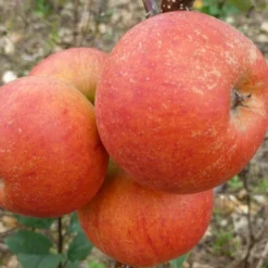 Best Apple Trees For Any Purpose | Growers' Choice 11 Best Apple Trees For Any Purpose | Growers' Choice -Arbor Sapling Sales FRU0464 2 d9e595f1 5a69 4549 b473 0d8d153e319d