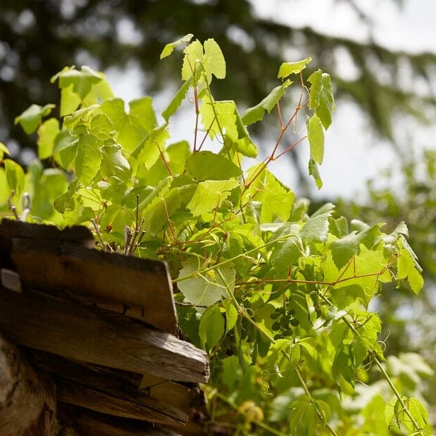 'Perlette' Grape Vine 2 'Perlette' Grape Vine - Image 2