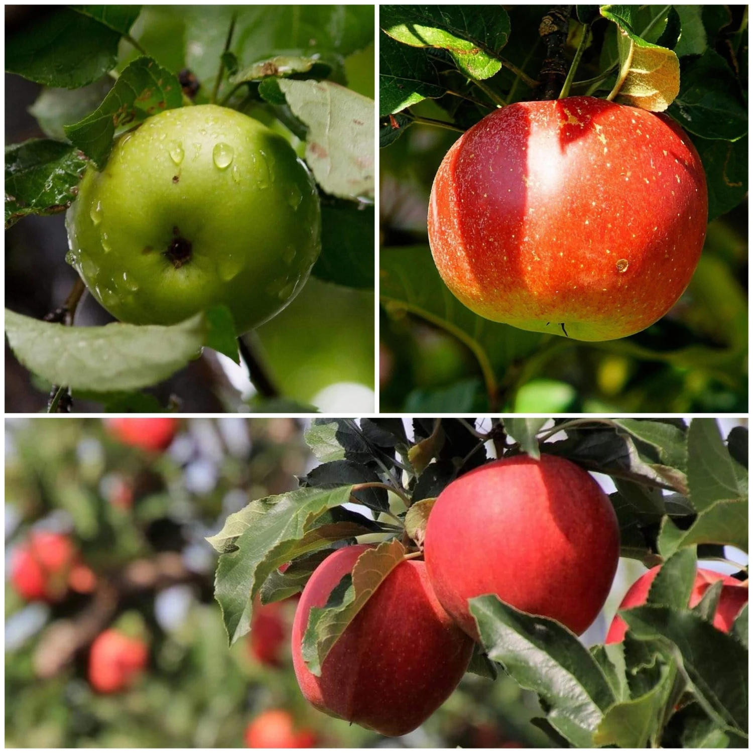 Cross-Pollinating Apple Collection | Bramley, Gala & Discovery 1 Cross-Pollinating Apple Collection | Bramley, Gala & Discovery