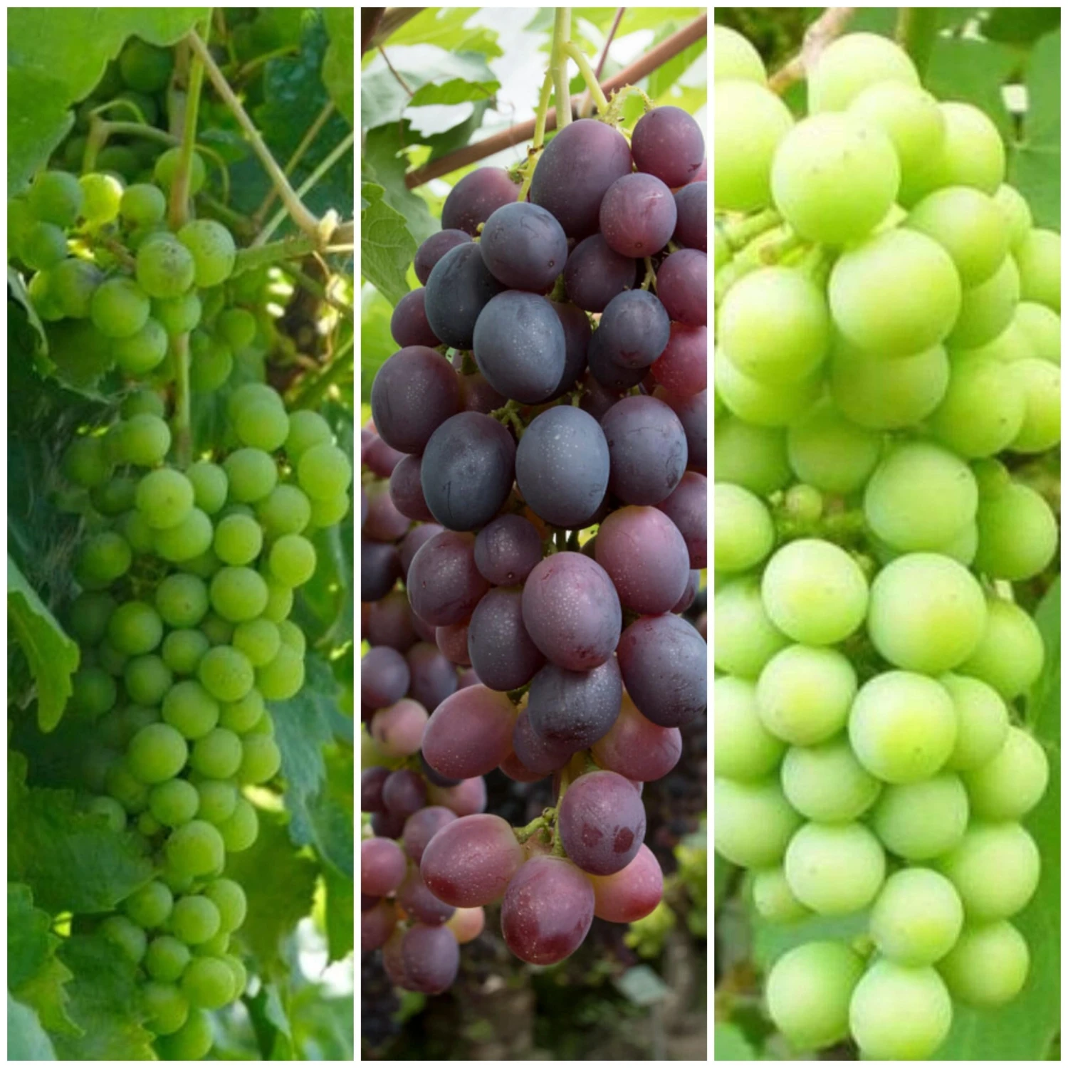 Full Season Grape Vines Collection 1 Full Season Grape Vines Collection
