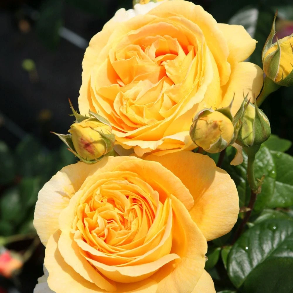 'Global Beauty (Candlelight)' Hybrid Tea Rose 1 'Global Beauty (Candlelight)' Hybrid Tea Rose