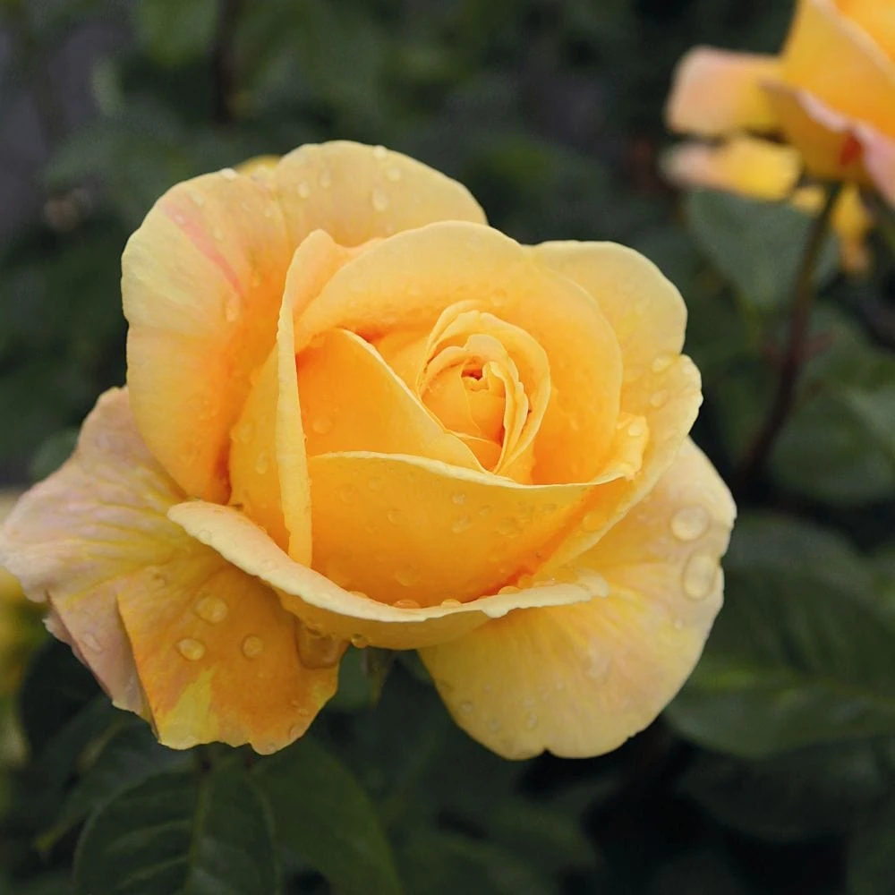 'Global Beauty (Candlelight)' Hybrid Tea Rose 2 'Global Beauty (Candlelight)' Hybrid Tea Rose - Image 2