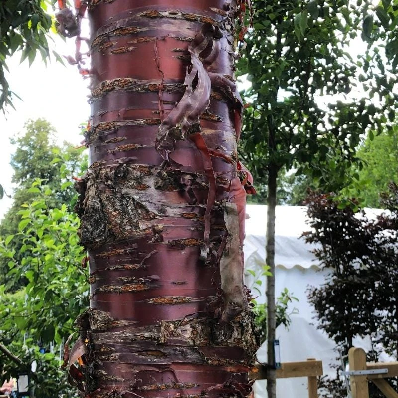 Single Stem Tibetan Cherry Tree | Prunus Serrula 3 Single Stem Tibetan Cherry Tree | Prunus Serrula - Image 3