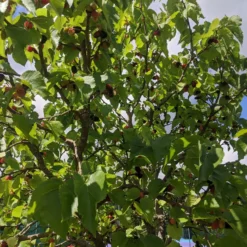 Repsime Mulberry Tree -Arbor Sapling Sales IMG 20200726 121446 scaled