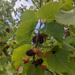 Repsime Mulberry Tree