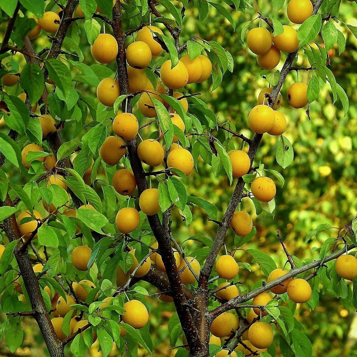 'Imperial Gage' Plum Tree 4 'Imperial Gage' Plum Tree - Image 4