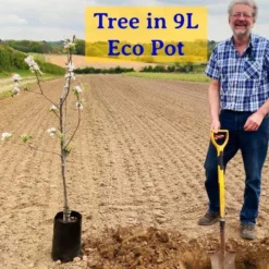 Kumquat Tree | Grafted Mini-Stem 5 Kumquat Tree | Grafted Mini-Stem -Arbor Sapling Sales JohnEcoPot2 9c164bc6 8eab 4df3 8018 e547511f92c4