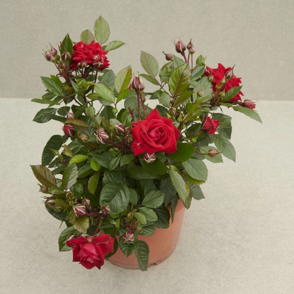 'Parade Karla' Patio Shrub Rose 2 'Parade Karla' Patio Shrub Rose - Image 2