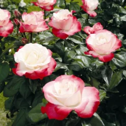 'Nostalgia' Hybrid Tea Rose 6 'Nostalgia' Hybrid Tea Rose -Arbor Sapling Sales Nostalgie 4