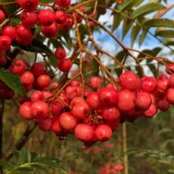 Vilmorinii Rowan Tree | Sorbus 8 Vilmorinii Rowan Tree | Sorbus -Arbor Sapling Sales ORN0001 1