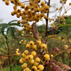 Joseph Rock Rowan Tree | Sorbus 11 Joseph Rock Rowan Tree | Sorbus -Arbor Sapling Sales ORN0003 1