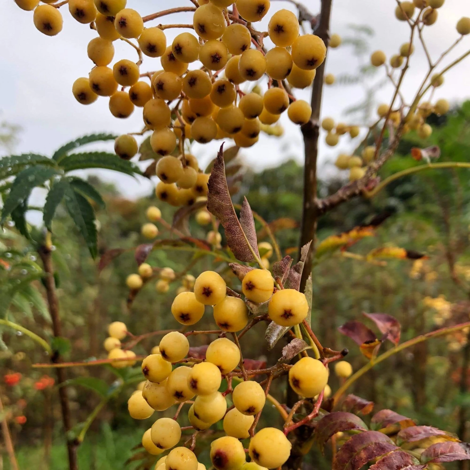 Joseph Rock Rowan Tree | Sorbus 5 Joseph Rock Rowan Tree | Sorbus - Image 5